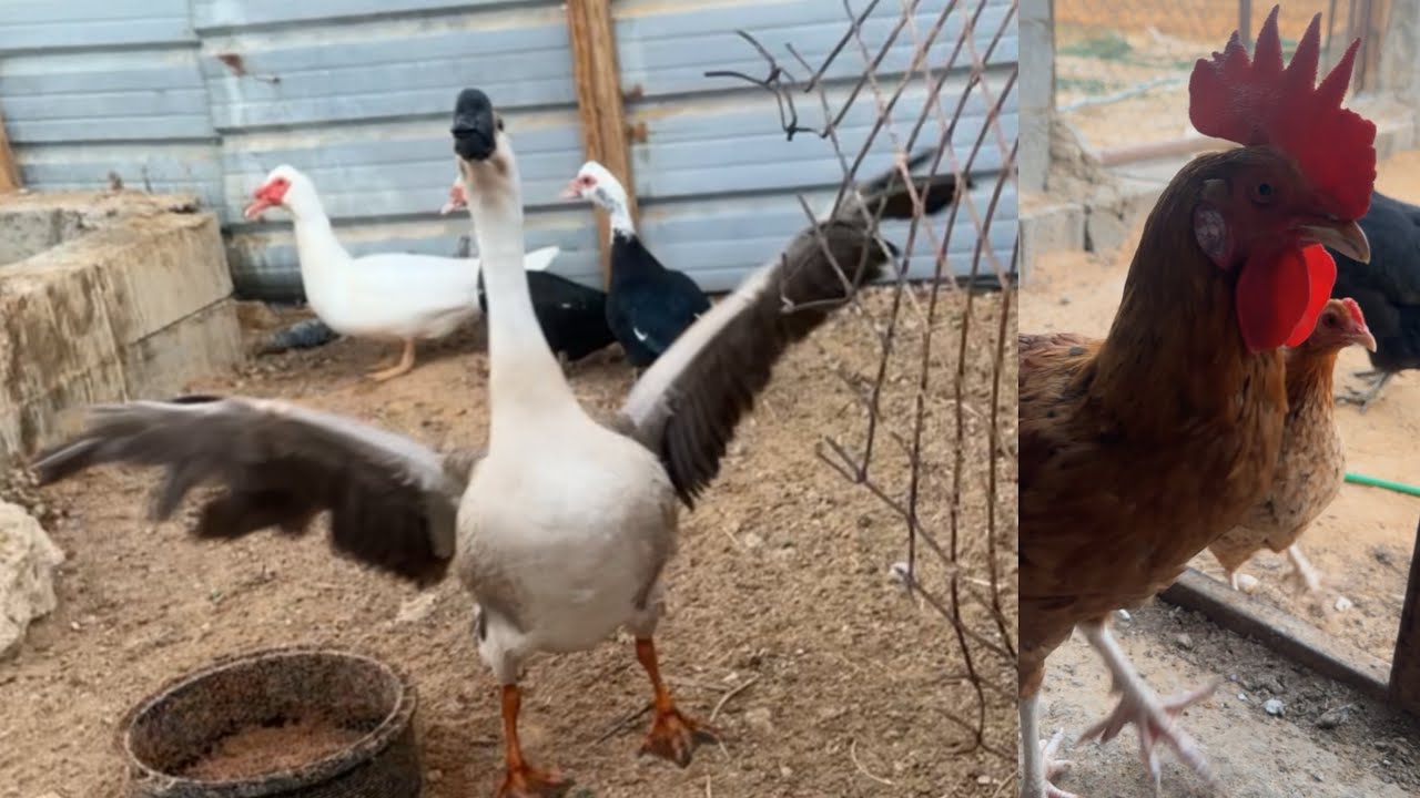 قسمنا بيض الوزه 🦢🙂/ عناد الديك البلدي 🐓😂