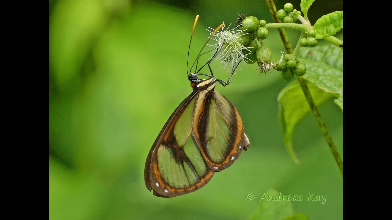 Glasswing Butterfly from Ecuador