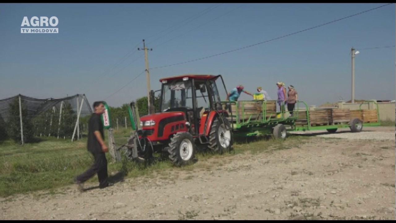 Vor soiuri de mere noi și productive