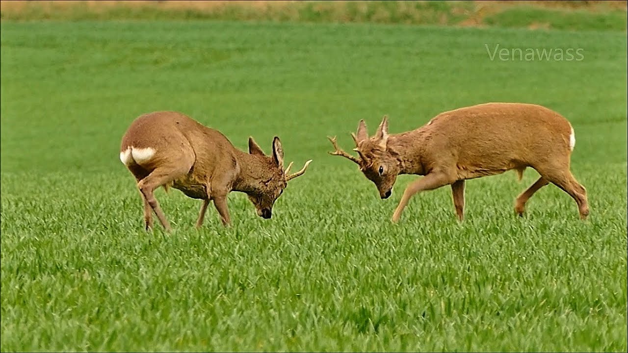 Wildlife videos CZ    Srnec souboj srnců 7. 4. 2016 Roe Deer