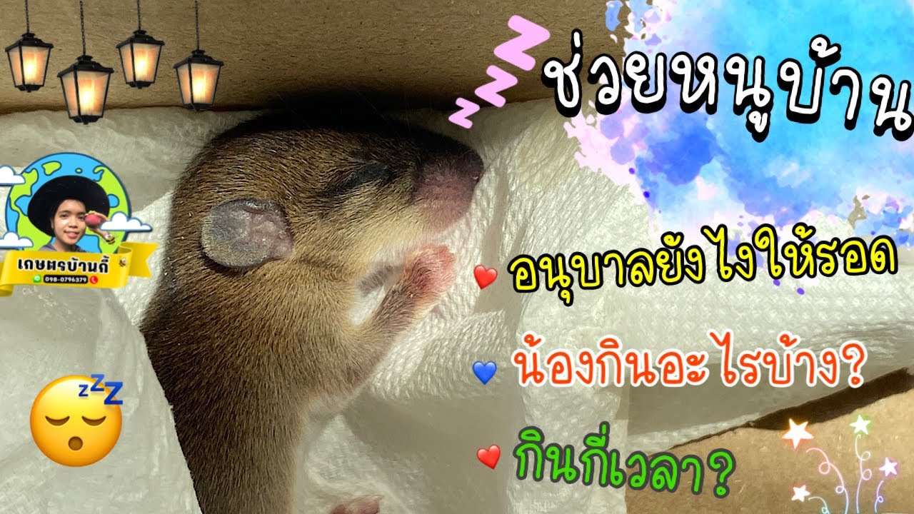 ช่วยชีวิตลูกหนูบ้าน! อนุบาลแบบนี้รอด 100% Baby mice in the nursery / i am Gie