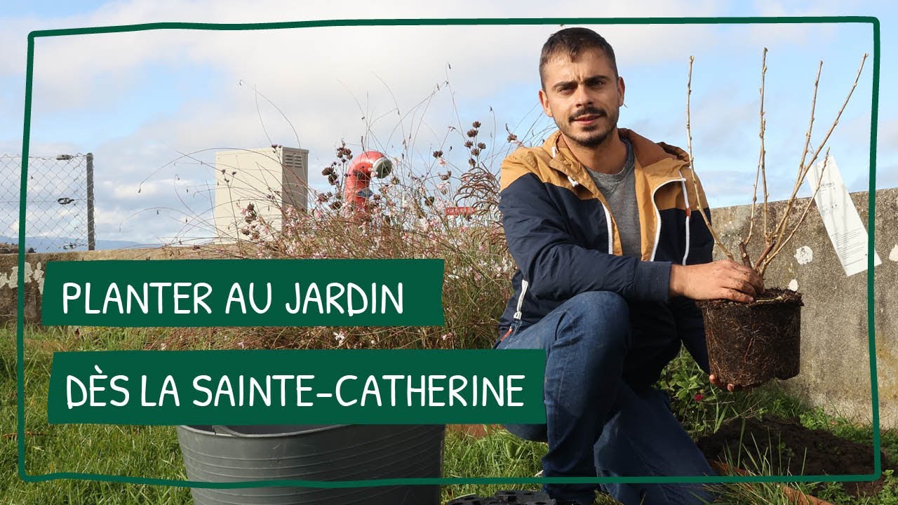 Planter au jardin à la Sainte Catherine