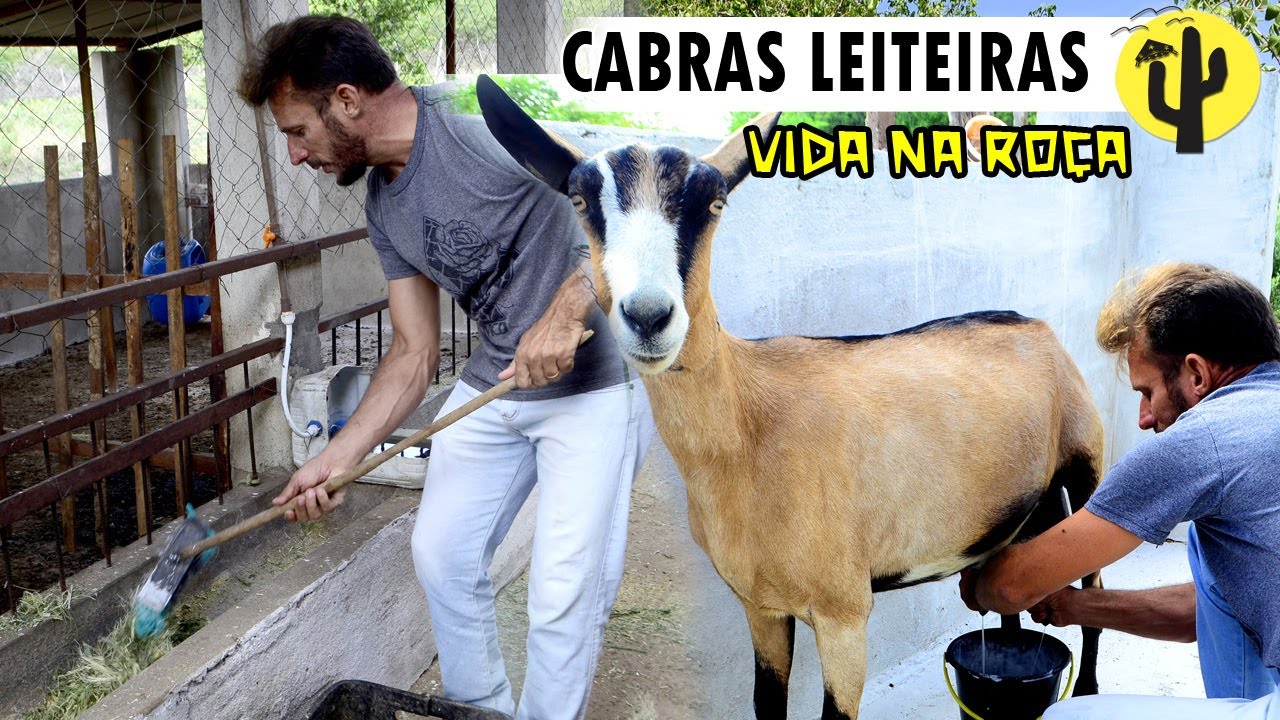[VIDA NA ROÇA] Agricultor: Claudino, mostra e fala sobre MANEJO de suas CABRAS Leiteira em Seridó 🌵