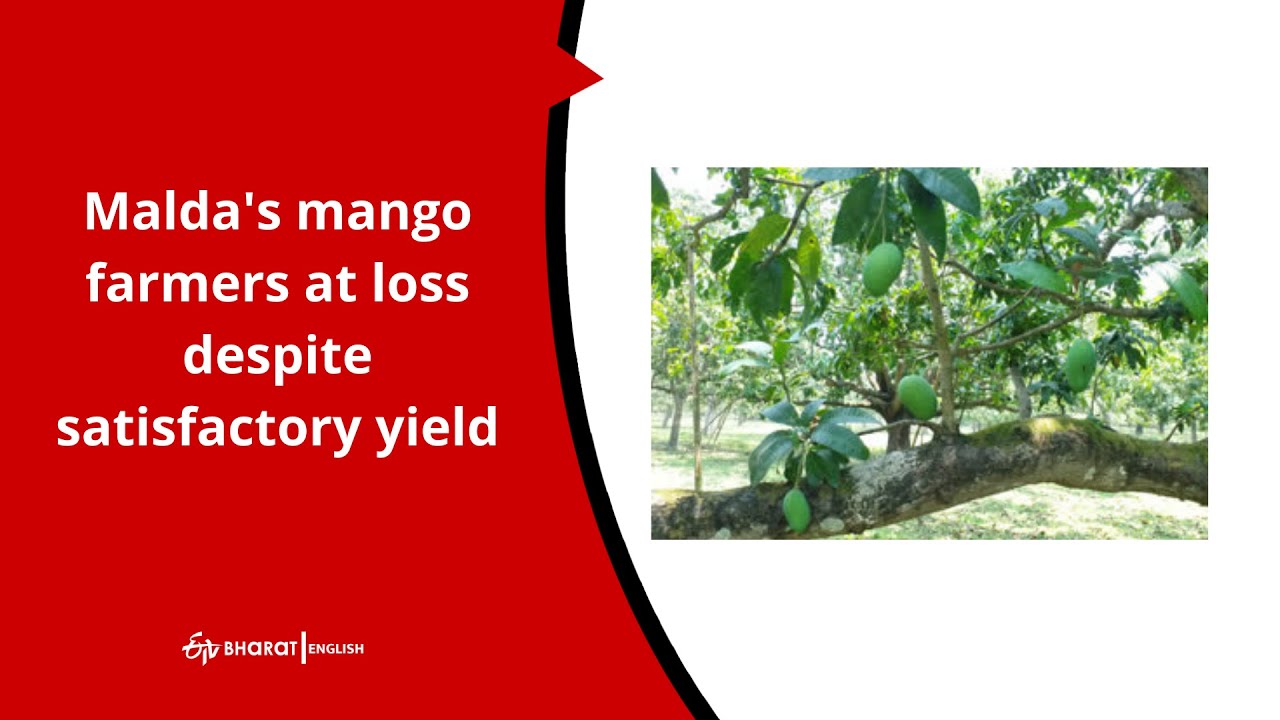 Malda's mango farmers at loss despite satisfactory yield | ETV Bharat