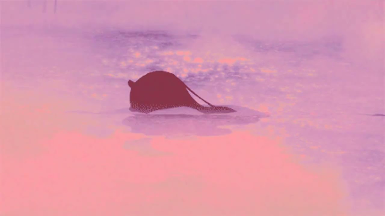 Damso~Autotune 𝖚̸𝗅𝗍𝗋ⱥ𝗌𝗅ø𝗐ɇ𝗱 𝗋ɇ𝗏ɇ𝗋𝗯