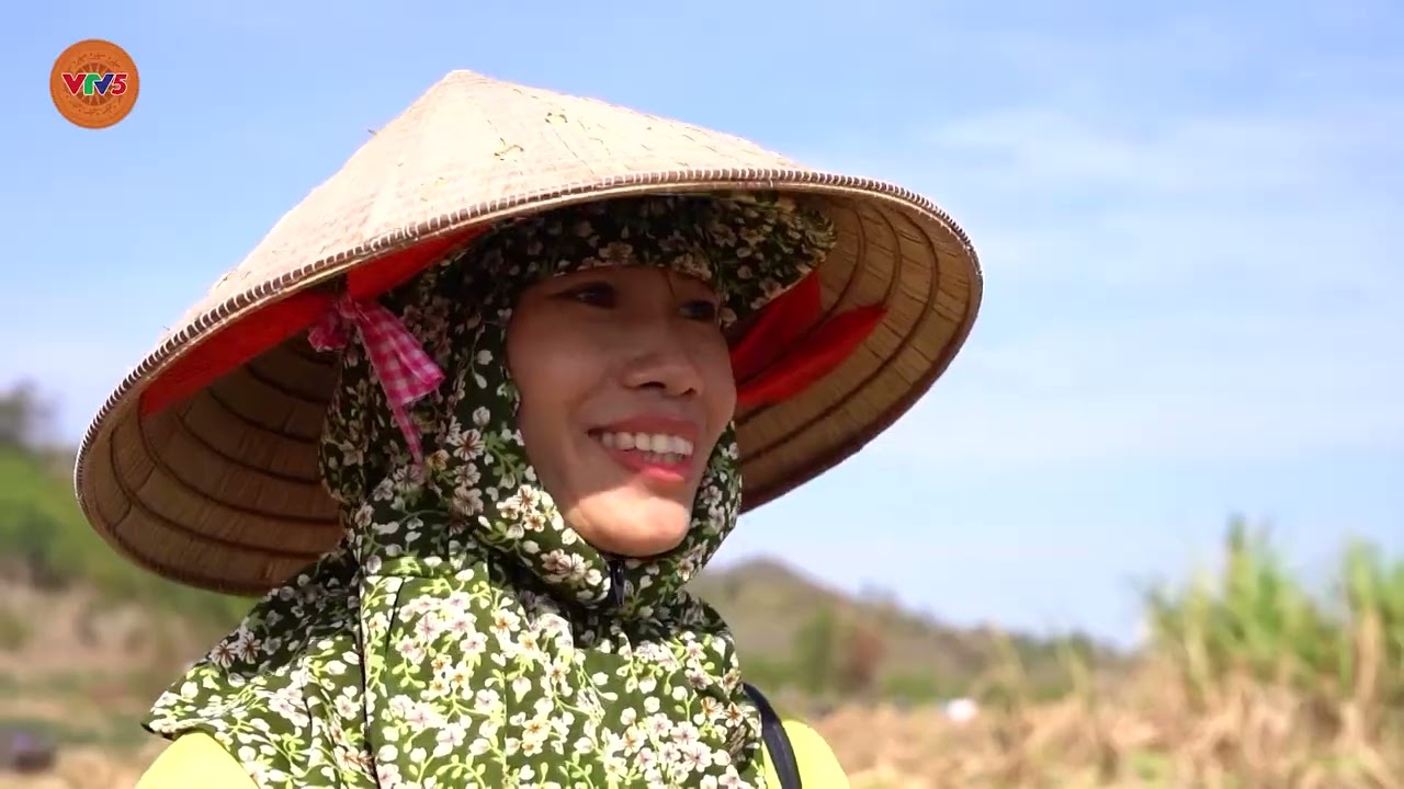Mùa mía ngọt ở Gia Lai | NÔNG NGHIỆP THÔNG MINH | VTV5