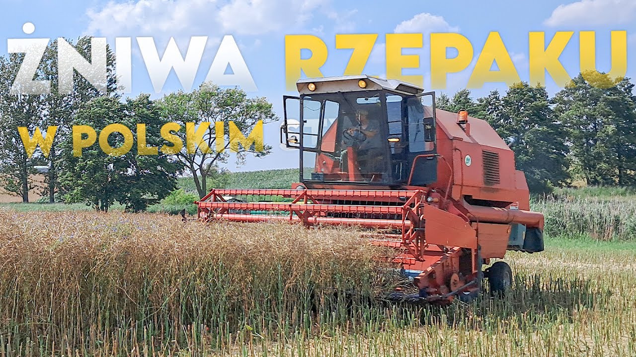 🔥✔☆Żniwa Rzepaku W Polskim Stylu☆Bizon Rekord W Akcji☆✔🔥
