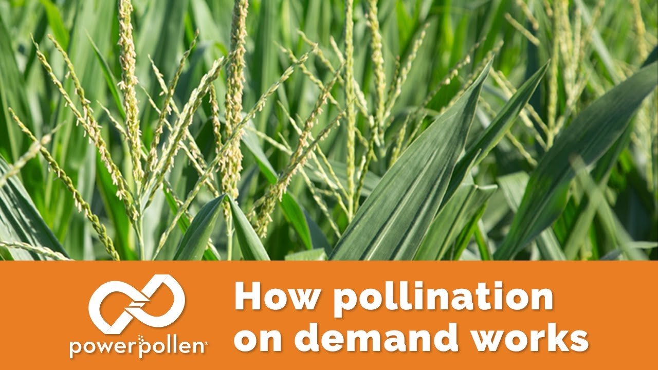 PowerPollen: How pollination on demand works