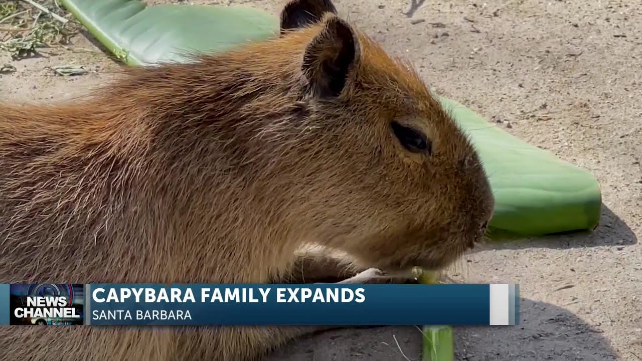 Santa Barbara Zoo welcomes capybara pups