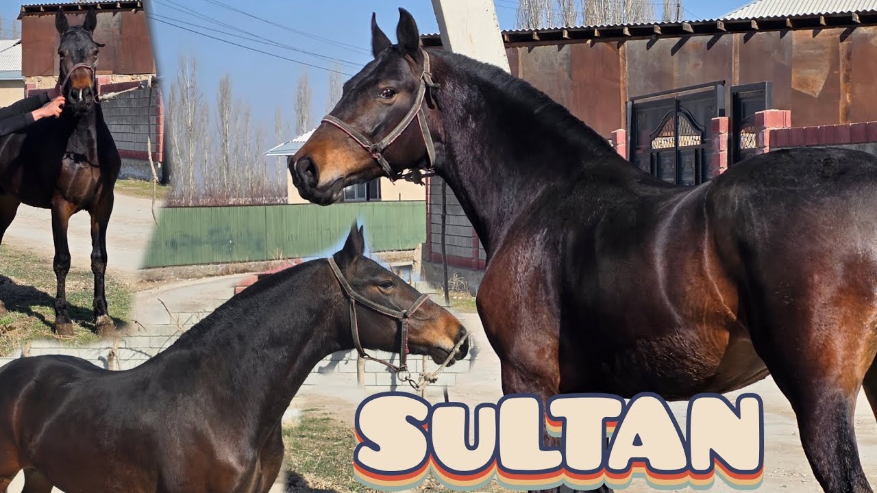 СУЛТАН ТАЙ