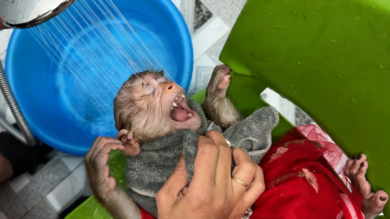 Monkey KaKa obediently lies still for Mom to wash KaKa's hair