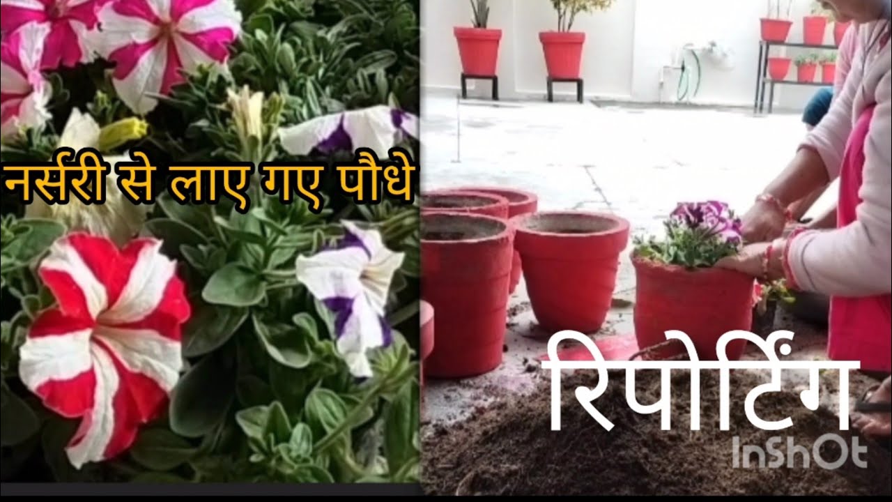 नर्सरी से लेकर आए पौधों की रिपोर्टिंग की गई  ||plant gardening ||
