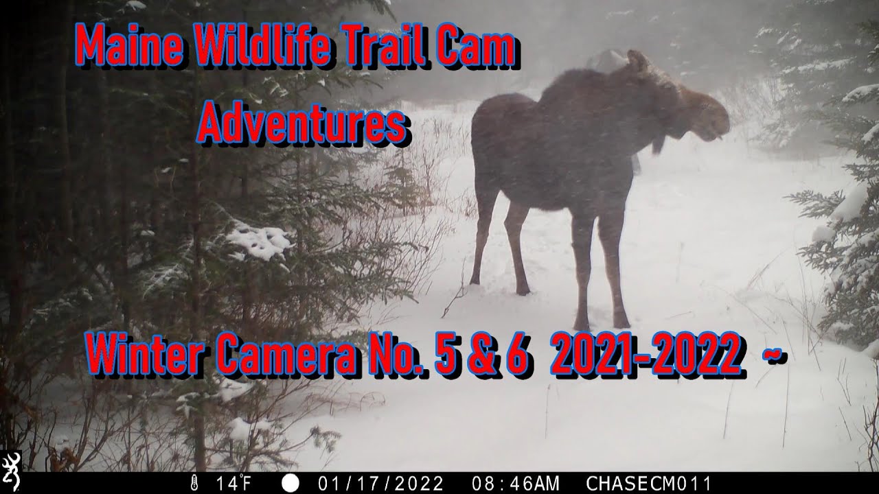 Maine Wildlife Trail Cam Adventures ~ Winter Cameras No. 5 & 6
