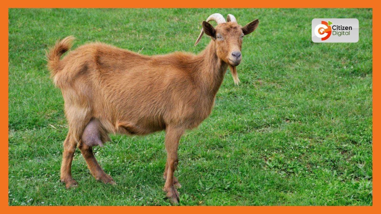 | Kenya's Gold | Alpine Goats