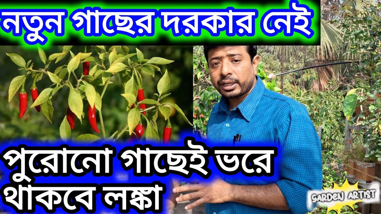 এই পদ্ধতিতে পুরোনো গাছেই ভরে থাকবে লঙ্কা।