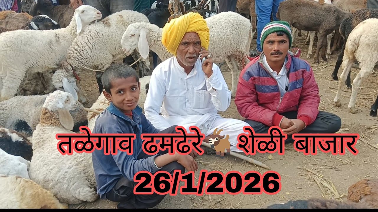तळेगाव ढमढेरे 🐐 शेळी मेंढी बाजार 26/1/2026 #ms Agro Farm #शेळीपालन 