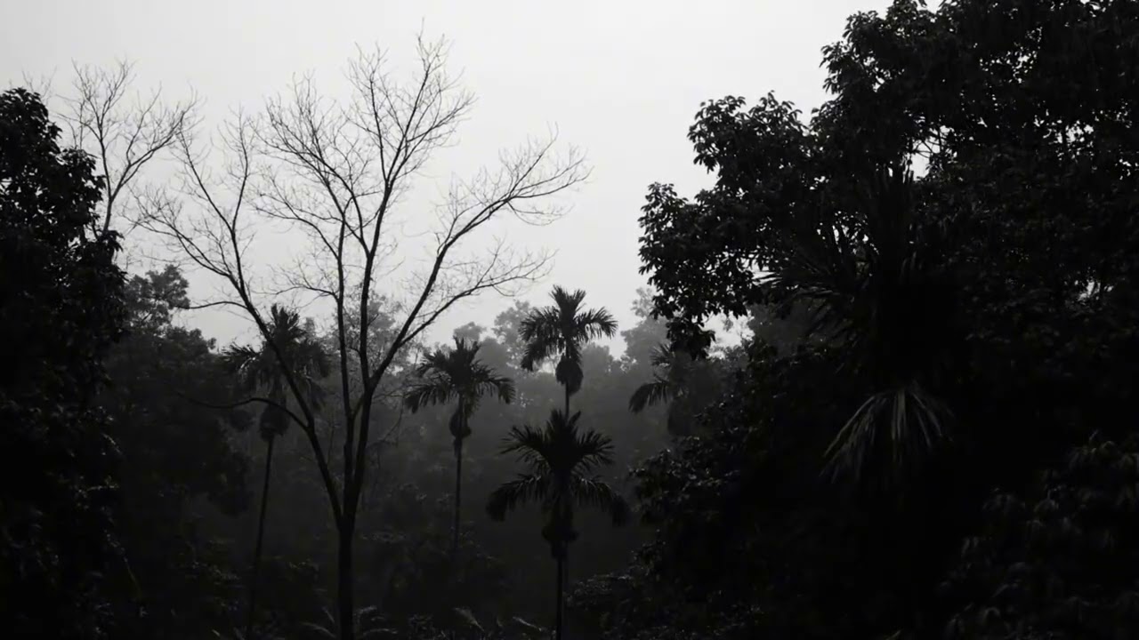 Relaxing Rainstorm with Thunder in the Forest for Deep Sleep and Relief