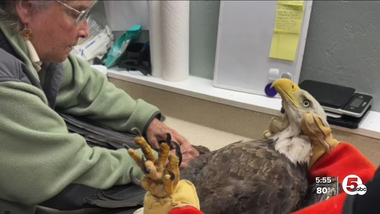 Bald eagle hops onto porch, is rescued