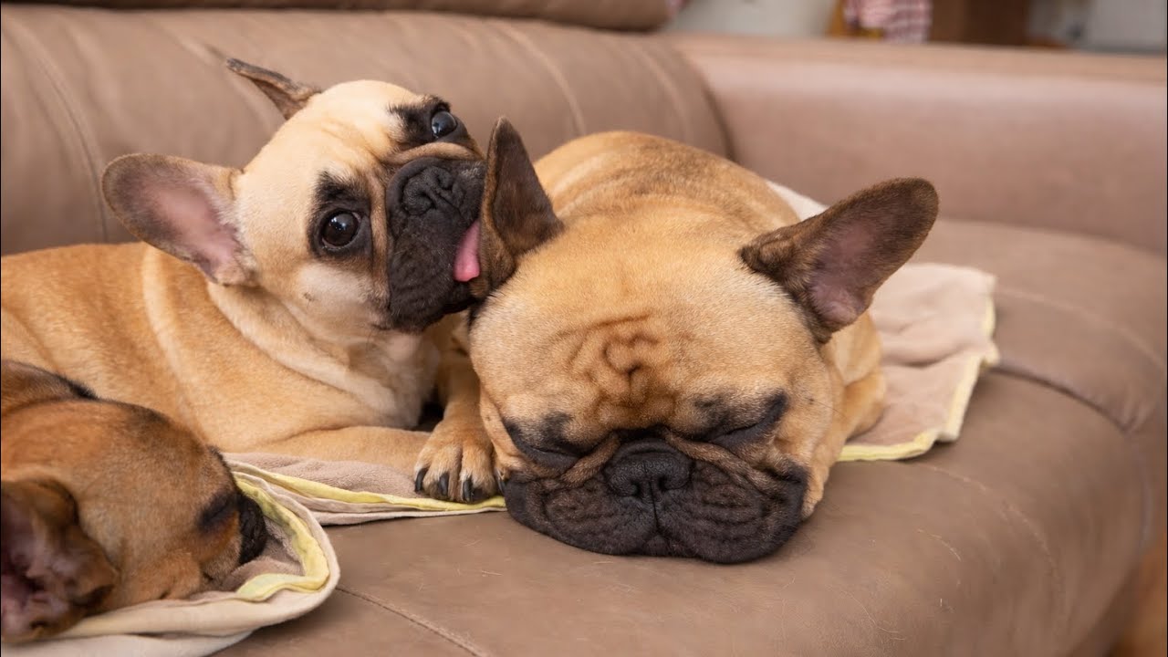 French Bulldog Cutest and Funniest Acting Moments Ever