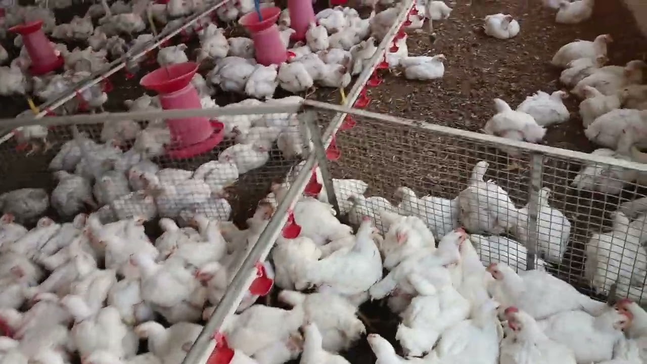 Poultry farm में सबसे जरूरी चीज क्या है /poultry farming का तीन चीजें सबसे ज्यादा जरूरी #farmer 