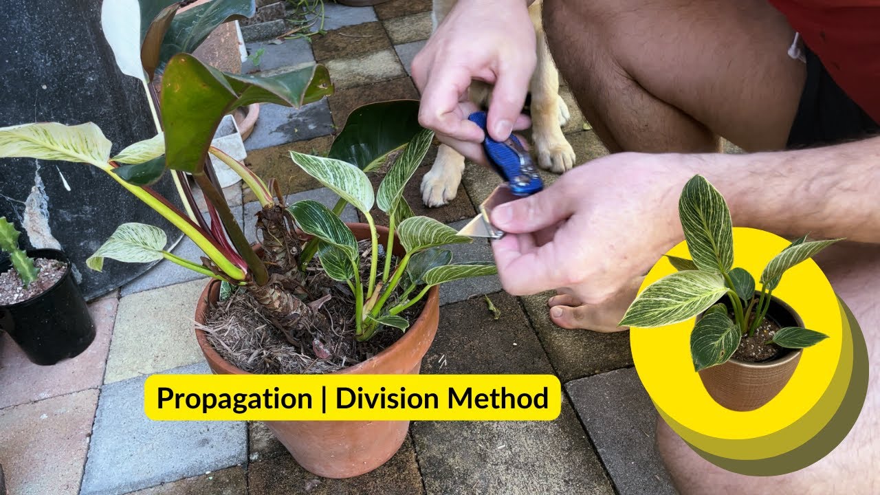 How to propagate philodendron birkin | division method