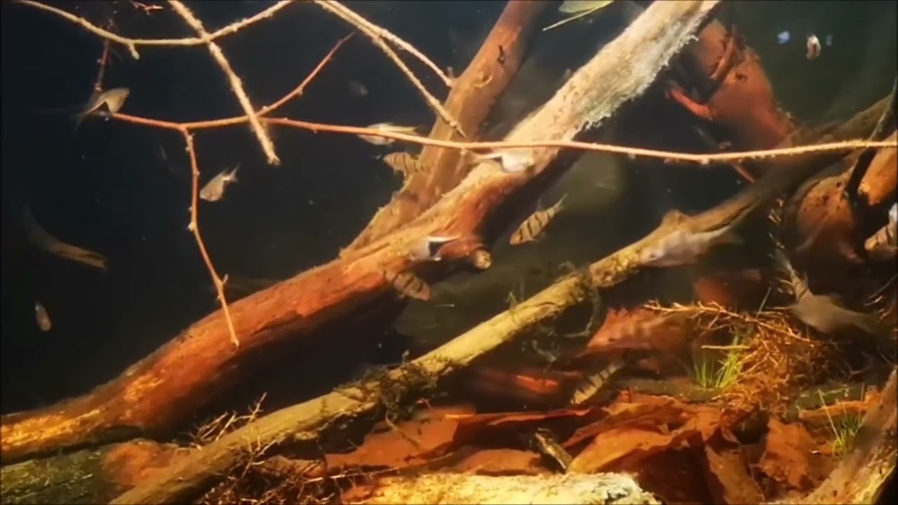 Biotopní akvárium znázorňující slatinou bažinu v severní části provincie Perak v Malaysii