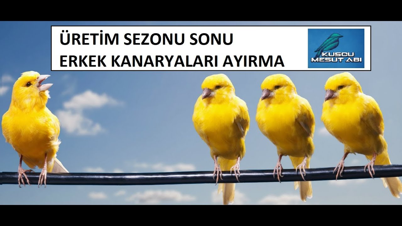 Üretim Sezonu Sonu Erkek Kanaryaları Ayırma