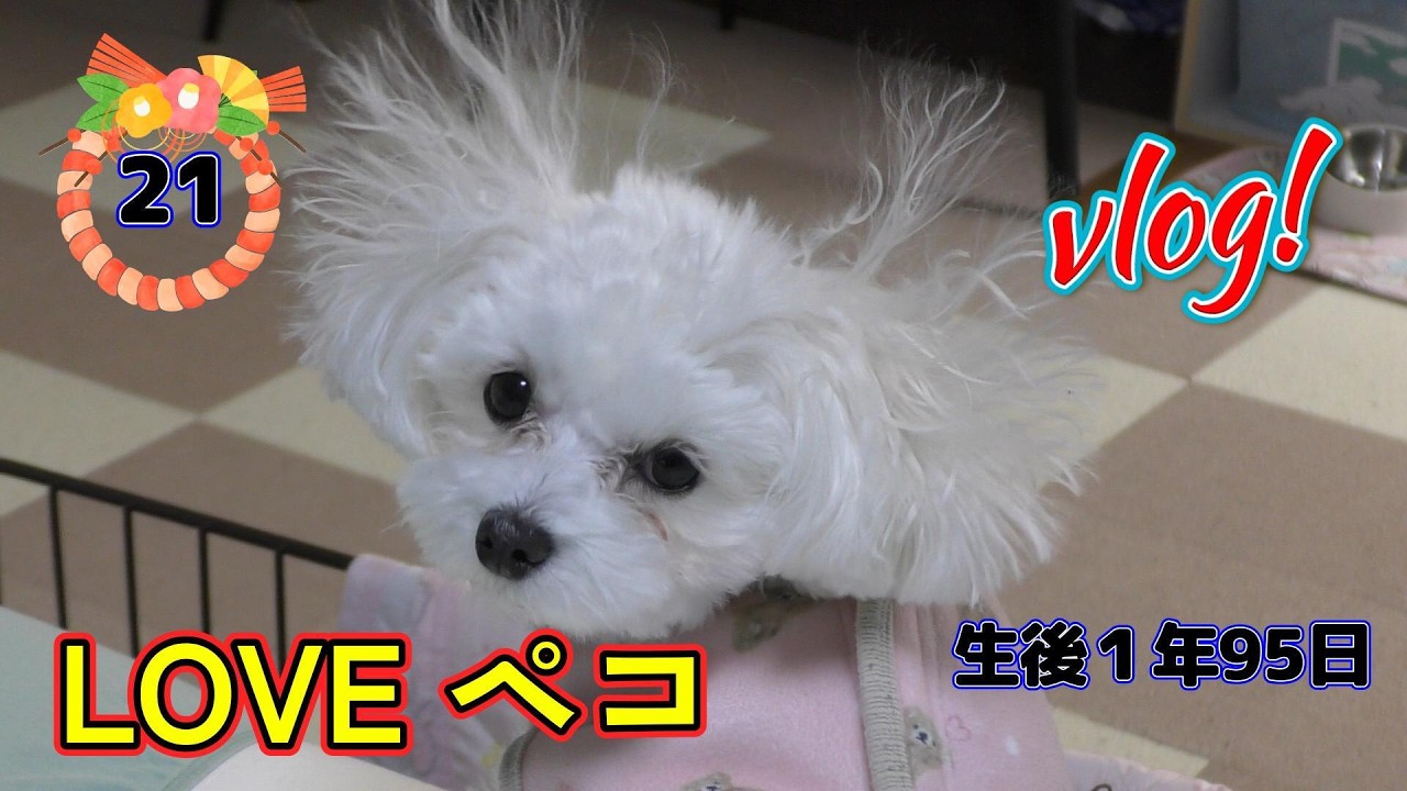 LOVEペコ