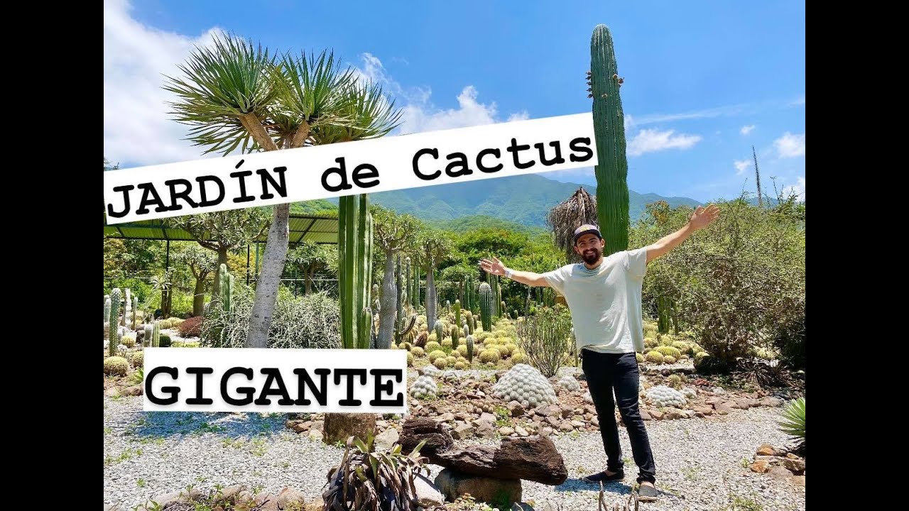 TOUR por Jardín de Cactus  GIGANTES!!!