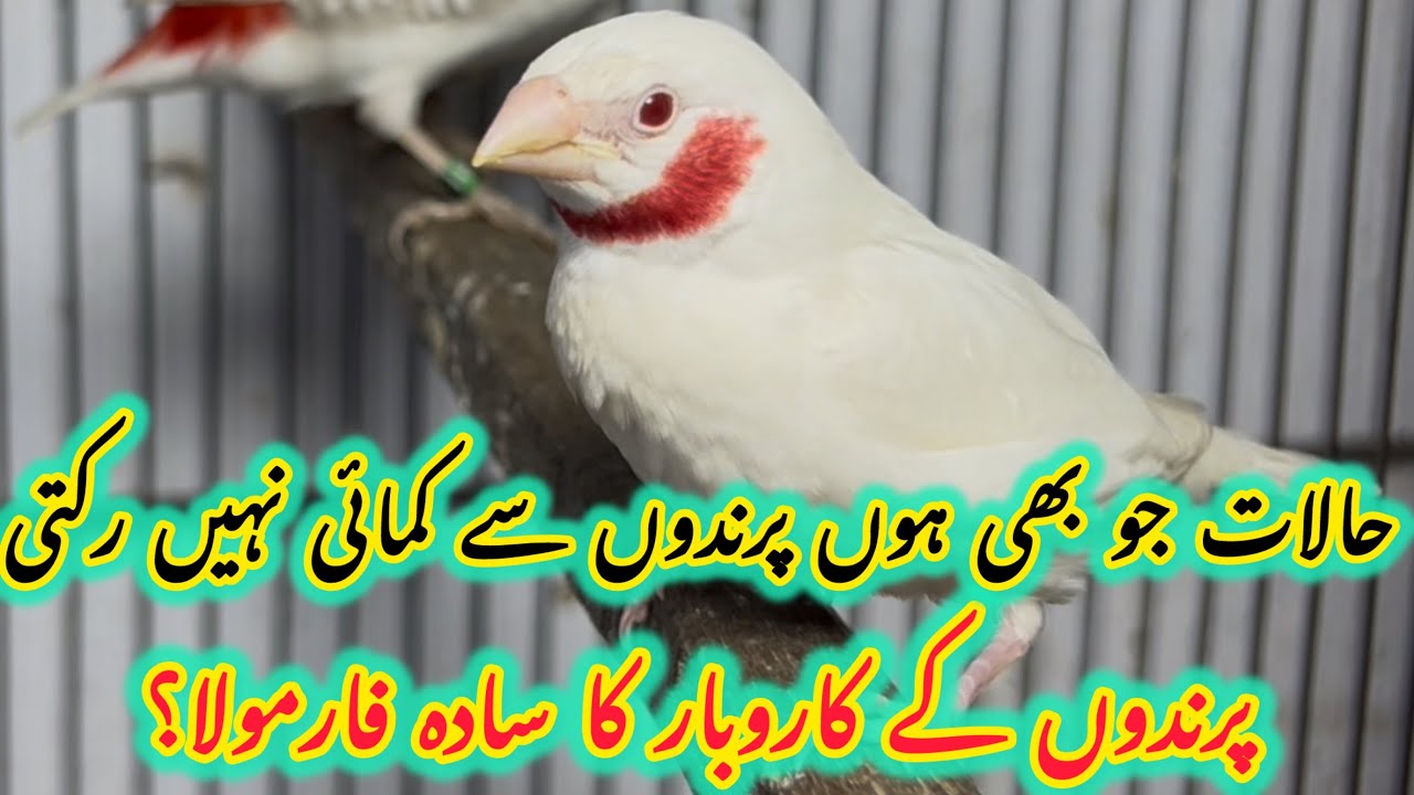 Finch ki Khubsurat Verity