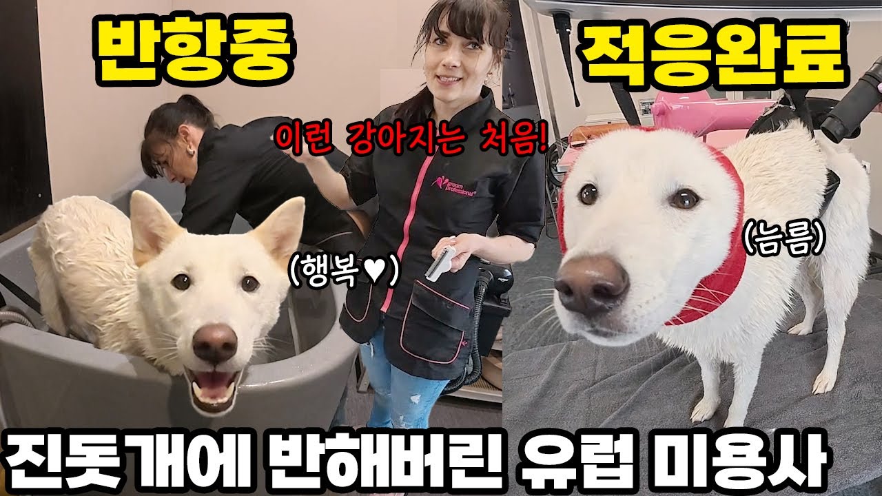 한국에서 온 진돗개를 보고 첫눈에 반해버린 유럽 애견 미용사님 ㅋㅋ