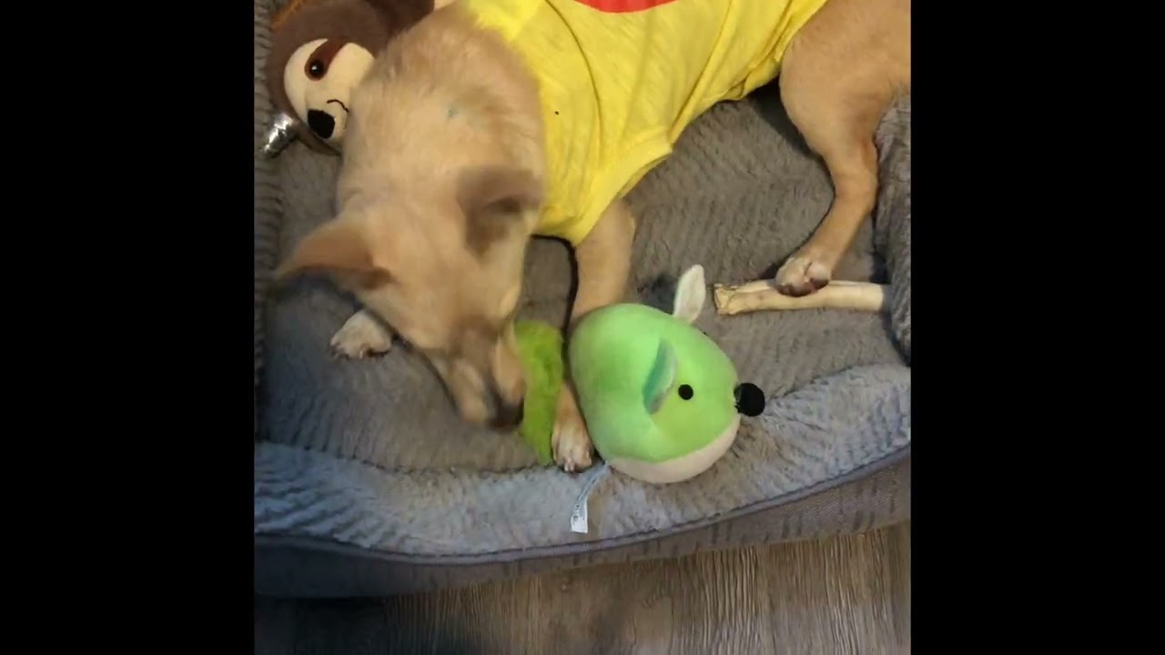 Coffee vs Gidget for the Green Stuffie