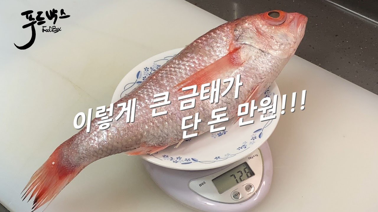 단돈  만원 !!! 말도 안되는 가격의 최고급 생선 금태~