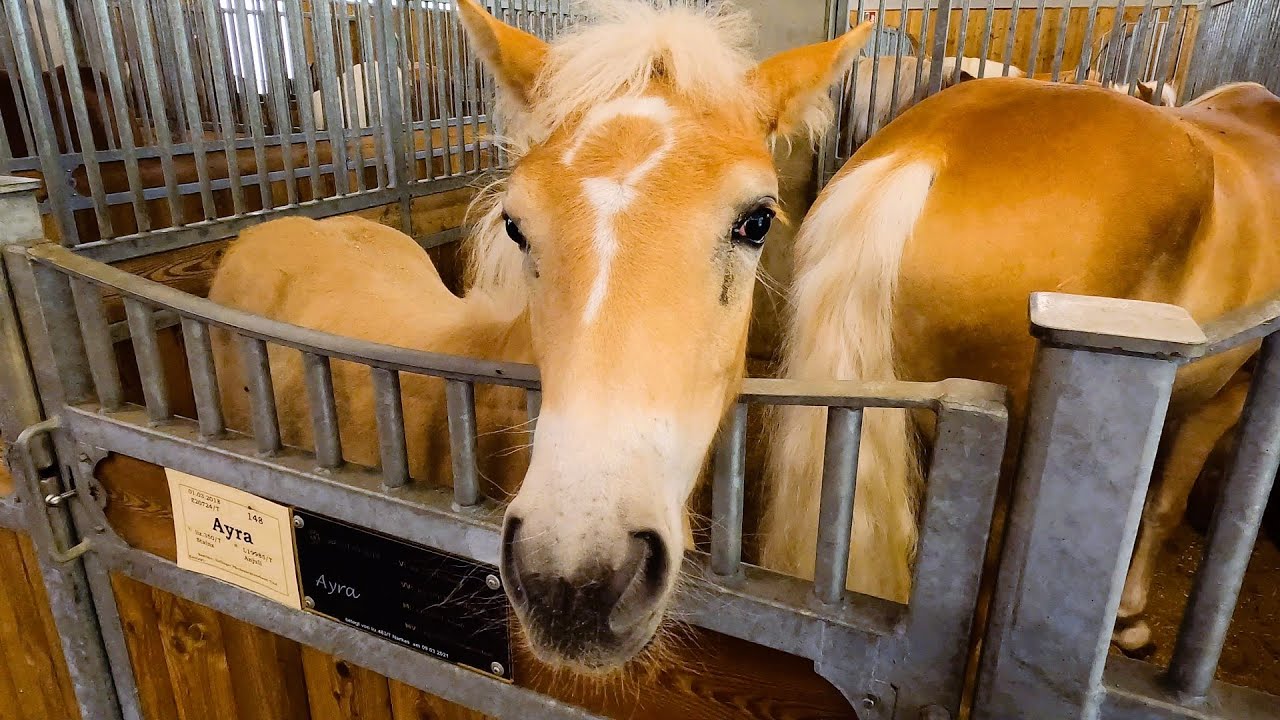 Haflinger Fohlenhof Ebbs - Mutterstuten & Fohlen