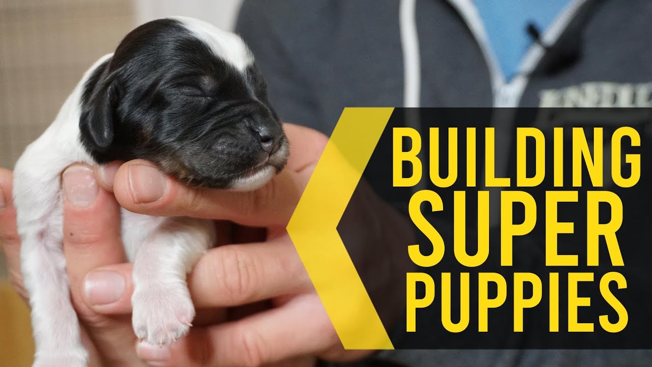 Early Neurological Stimulation In Puppies