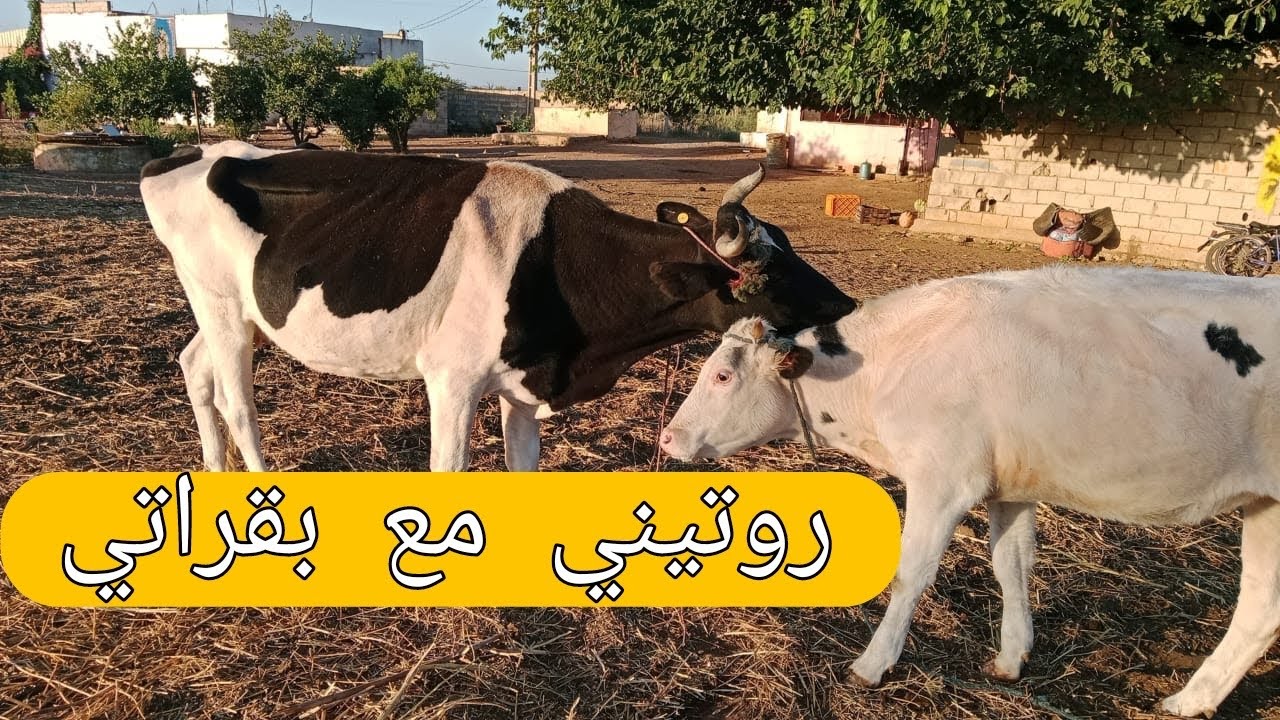 واش غير اجي وعيش فالعروبية 🐄🐮روتينا الصباحي من الفجر حتى الظهر 🤗🌞☀️