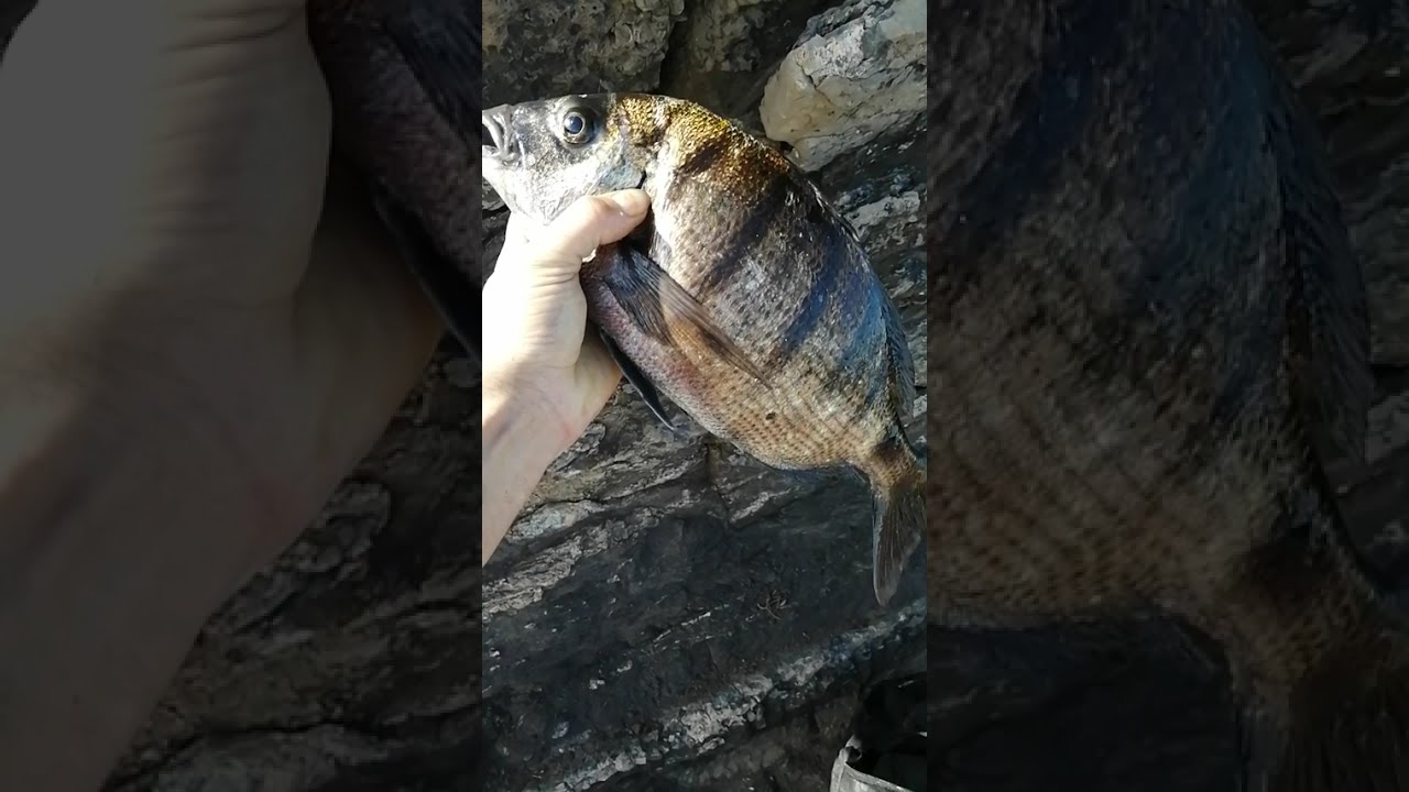 Pesca de sargo en asturias