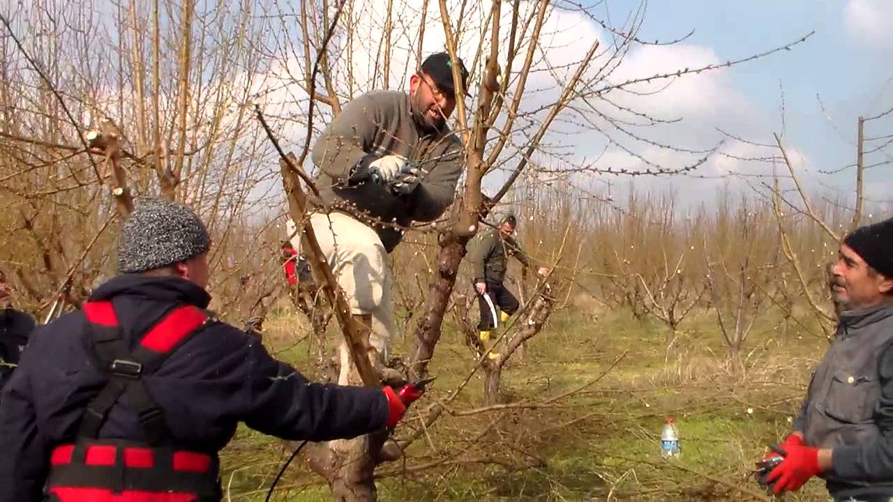 nektari budaması