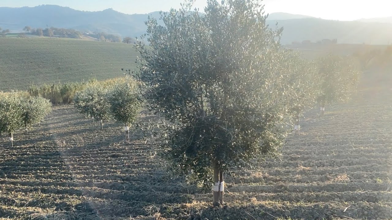 Potatura Olivo Formazione giovani piante
