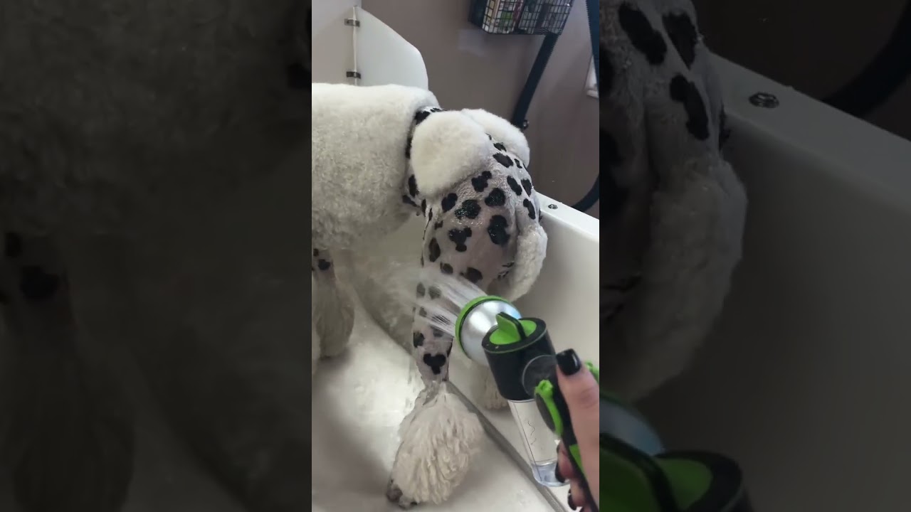 Easy Leopard Print Creative Dog Grooming Design with OPAWZ Permanent Pet Hair Dye  #opawz
