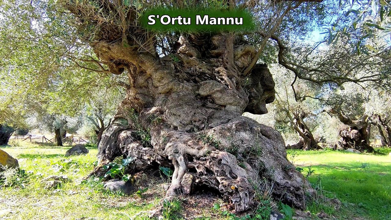 Uliveto Secolare di S’Ortu Mannu a Villamassargia ~ 19 Ottobre 2020 | Sardegna