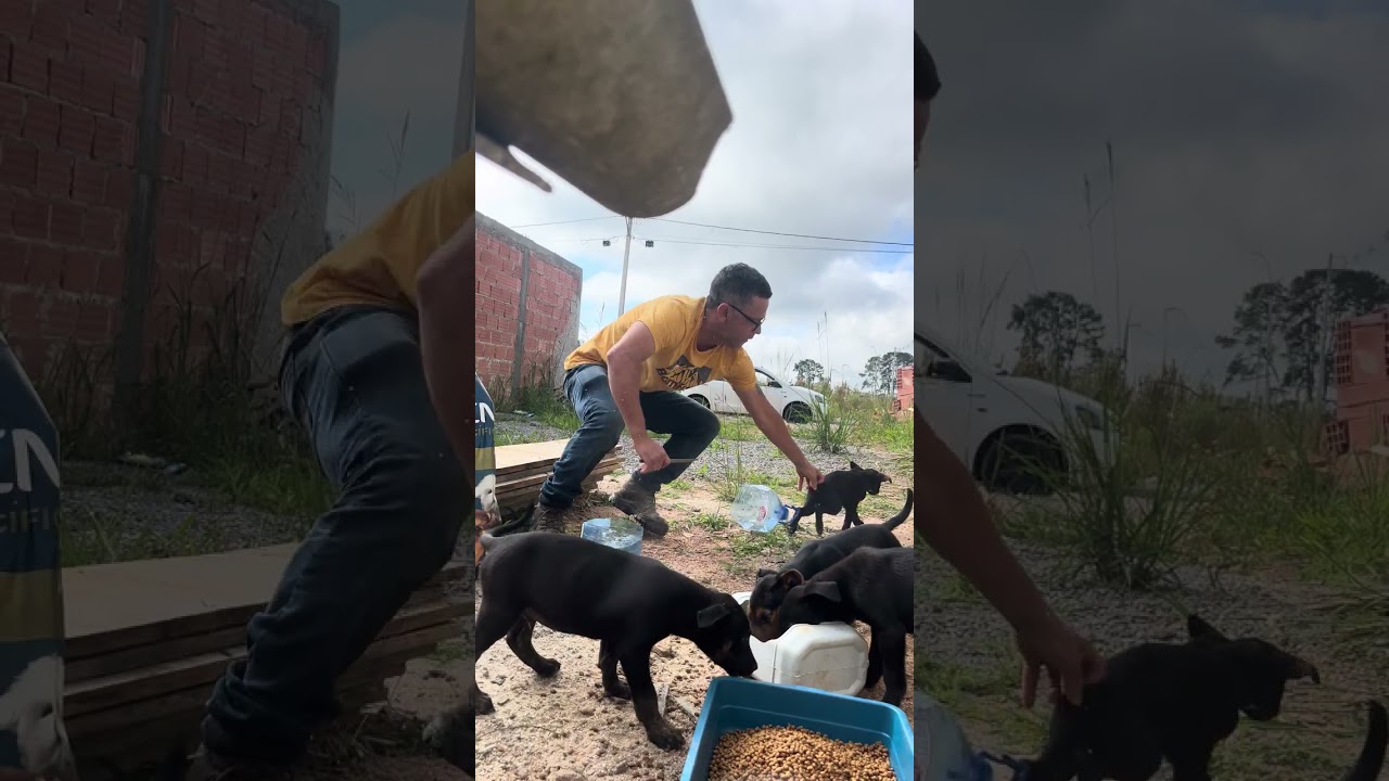 #protetoresdeanimais #filhotes 