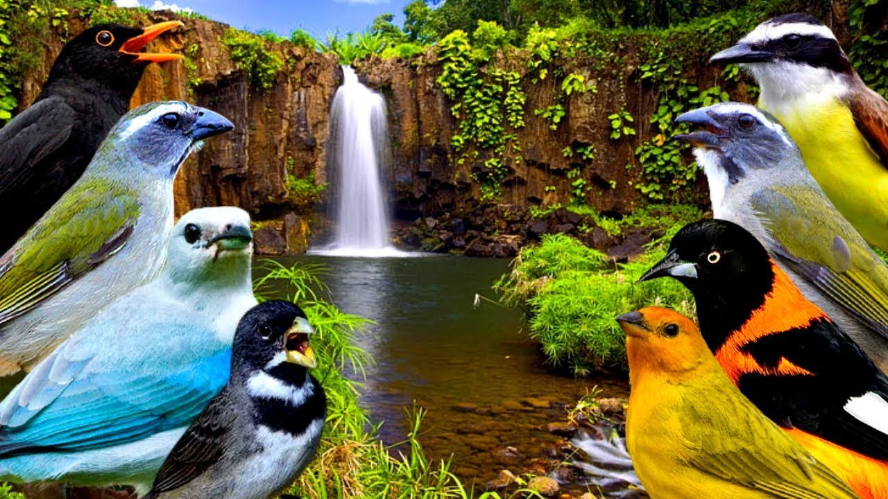Barulho de Cachoeira e Pássaros Cantando na Natureza ao Amanhecer
