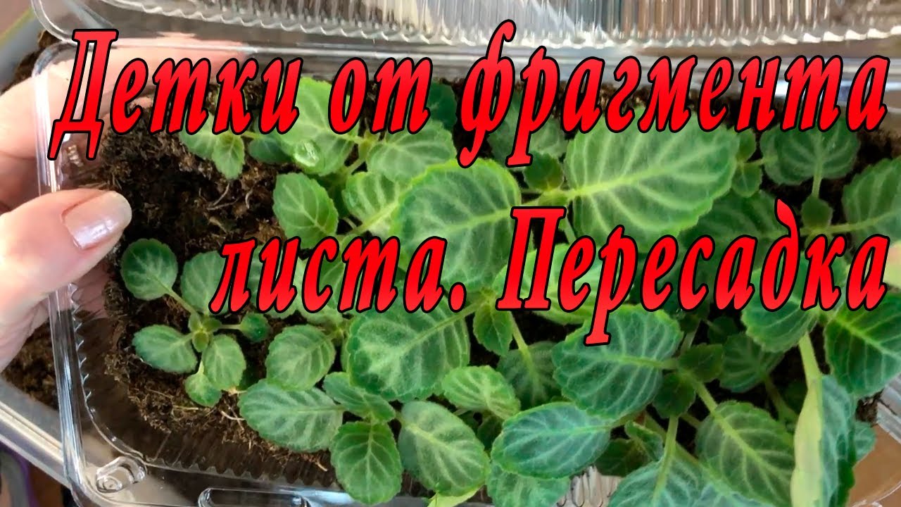 Глоксинии. Детки от фрагмента листа. Пересадка