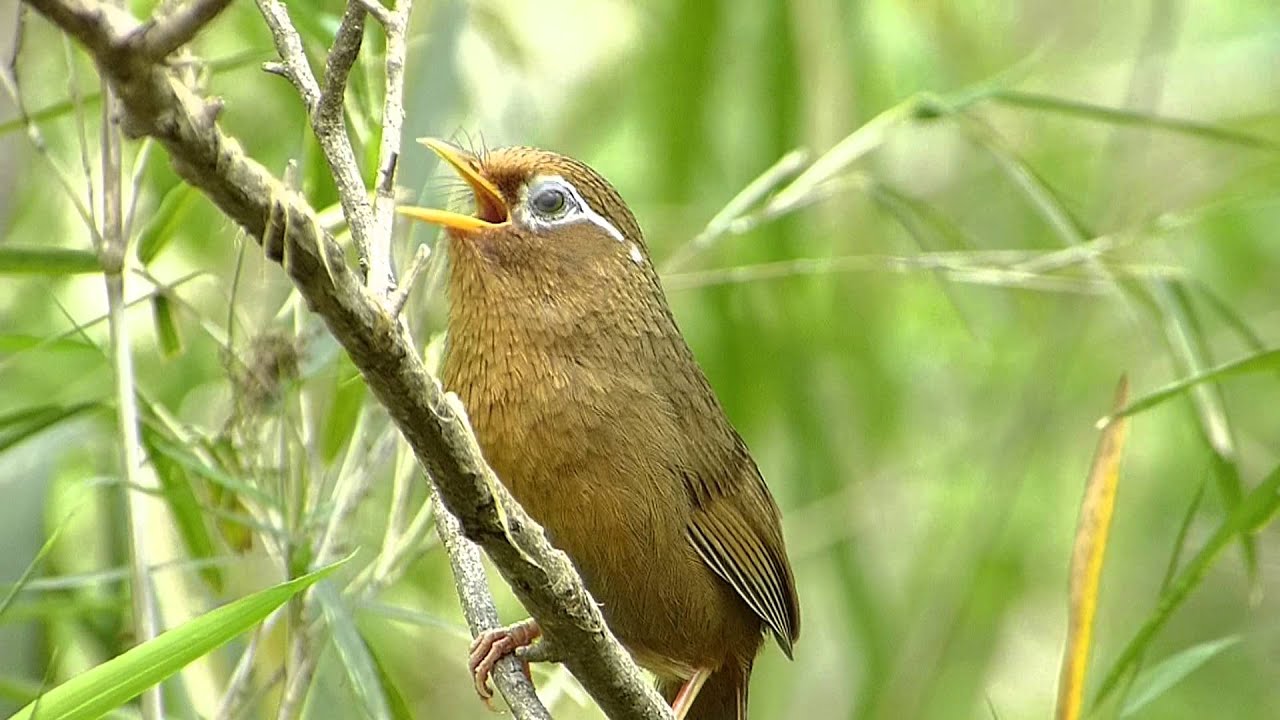 ガビチョウの鳴き声。（特定外来生物）