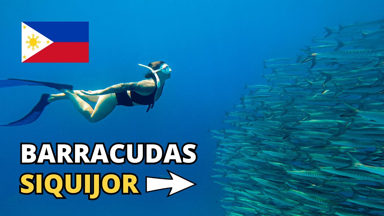 SWIMMING WITH BARRACUDAS SIQUIJOR, PHILIPPINES! 🇵🇭 (Tulapos Marine Sanctuary)
