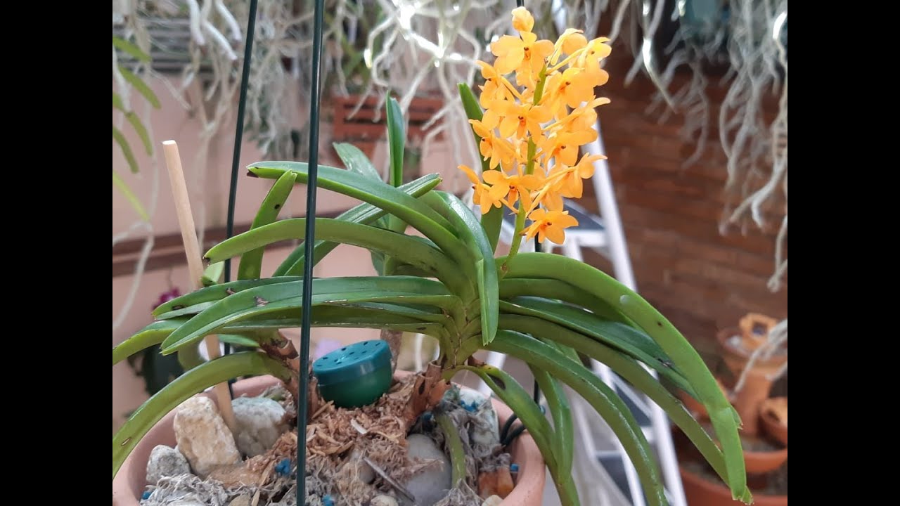 Mini Vandas