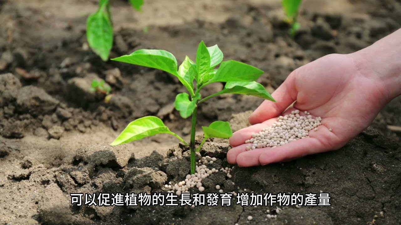 植物種植-第6課-光對植物重要性和研究