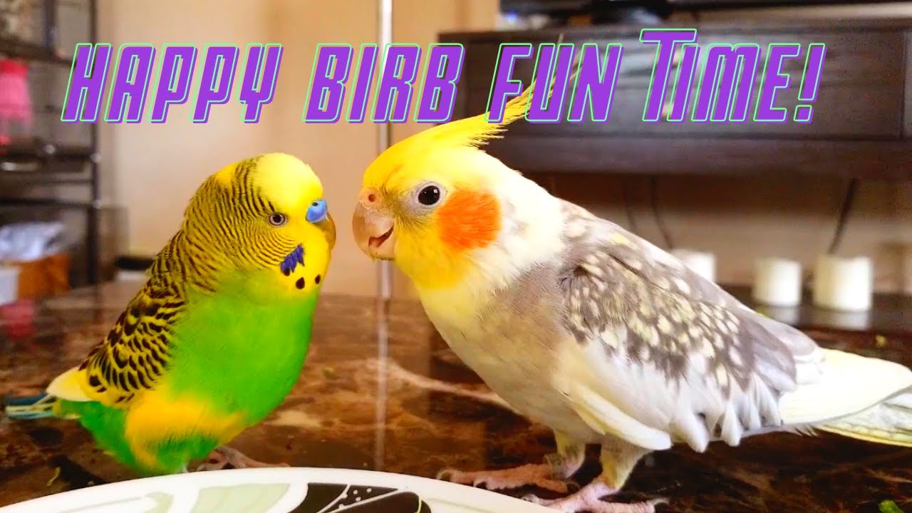 Happy Birb Fun Time!