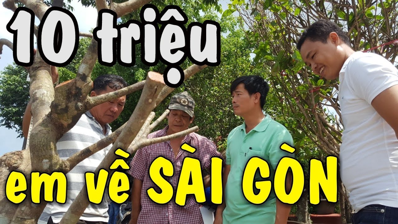 bonsai can tho | ph&ocirc;i mai đẹp được kh&aacute;ch sộp mua ngay | bonsai Can Tho
